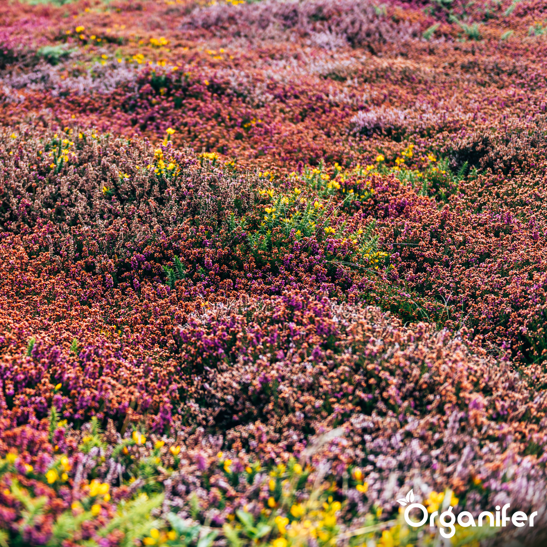Sedum- och gröntakgödsel (10 kg för 200 m2)