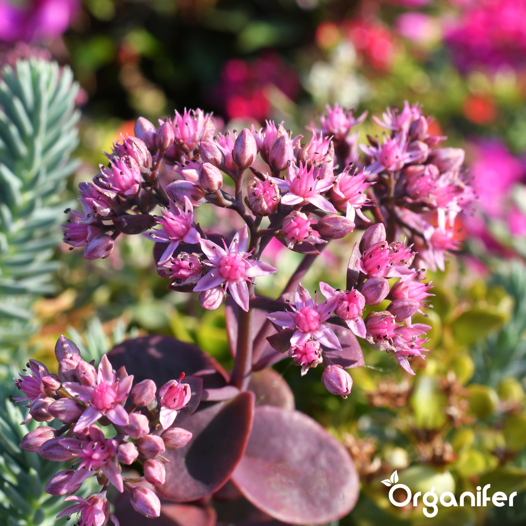 Sedum Roofs and Green Roofs Fertilizer 3