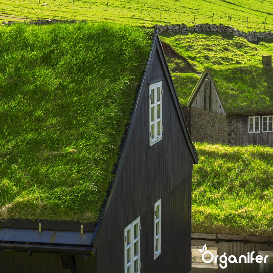 Sedum Roofs and Green Roofs Fertilizer 4