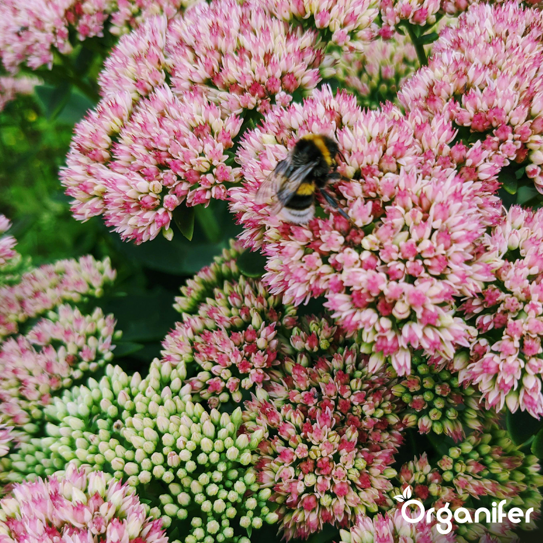 Sedum Roofs and Green Roofs Fertilizer 6