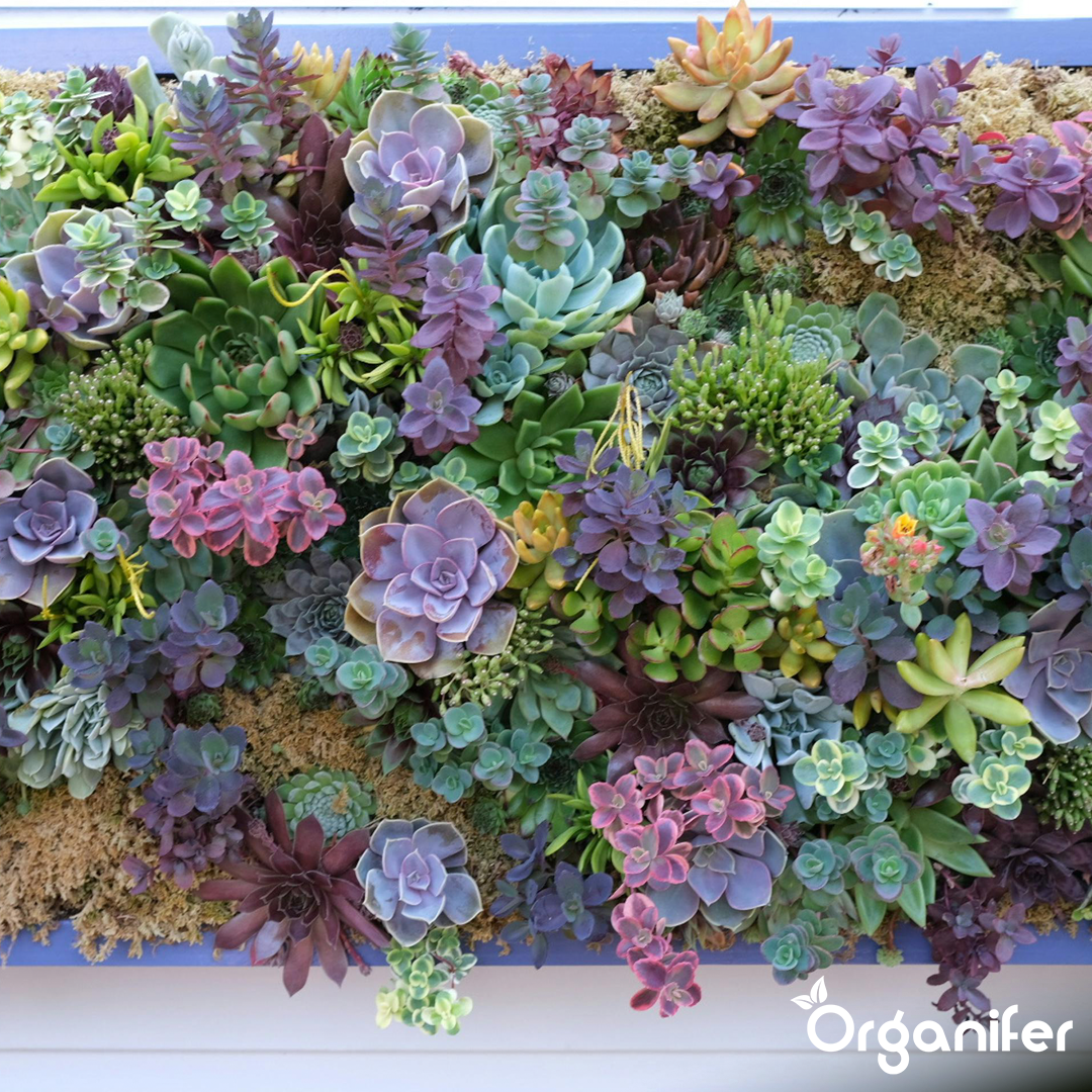 Sedum Roofs and Green Roofs Fertilizer 8