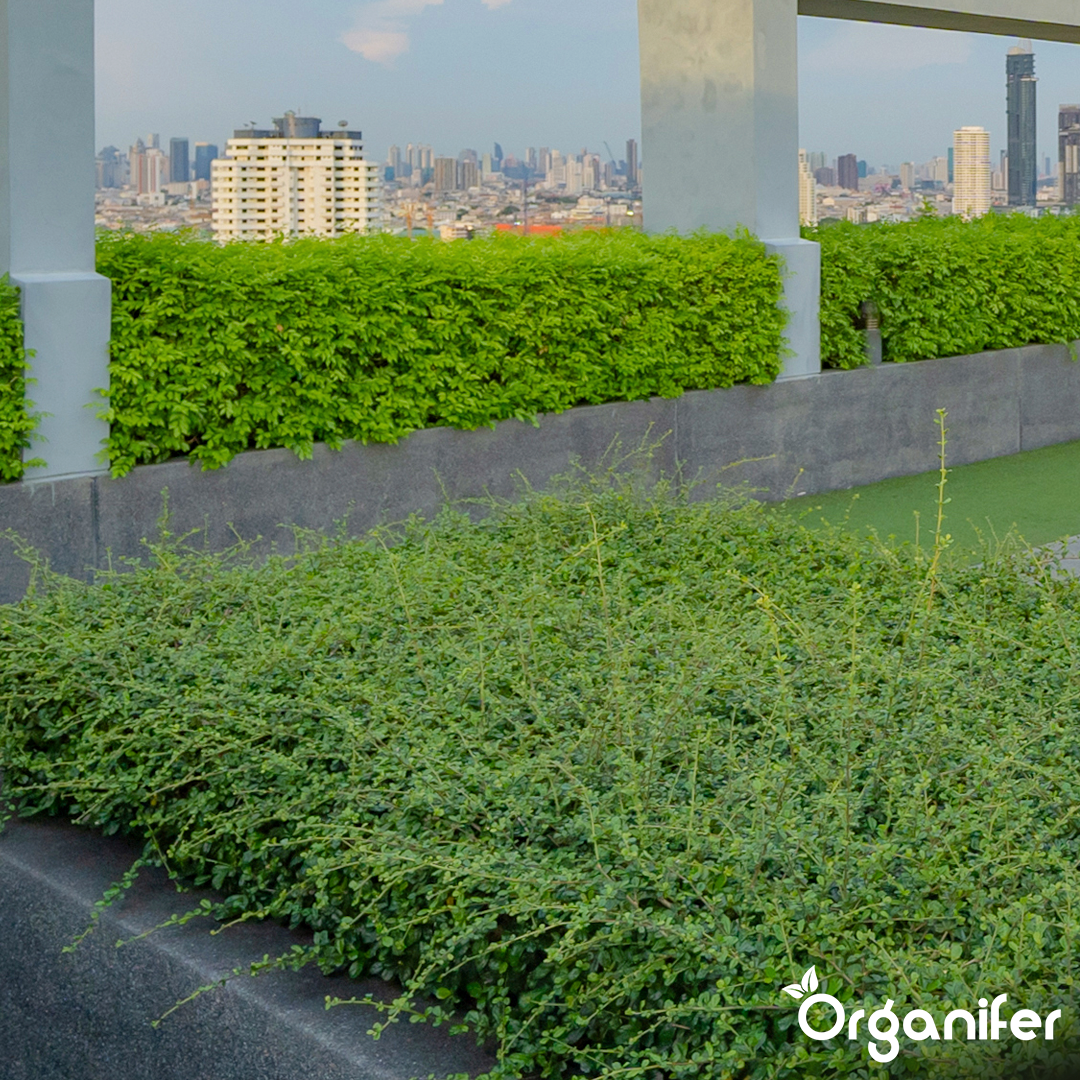Sedum Roofs and Green Roofs Fertilizer 9