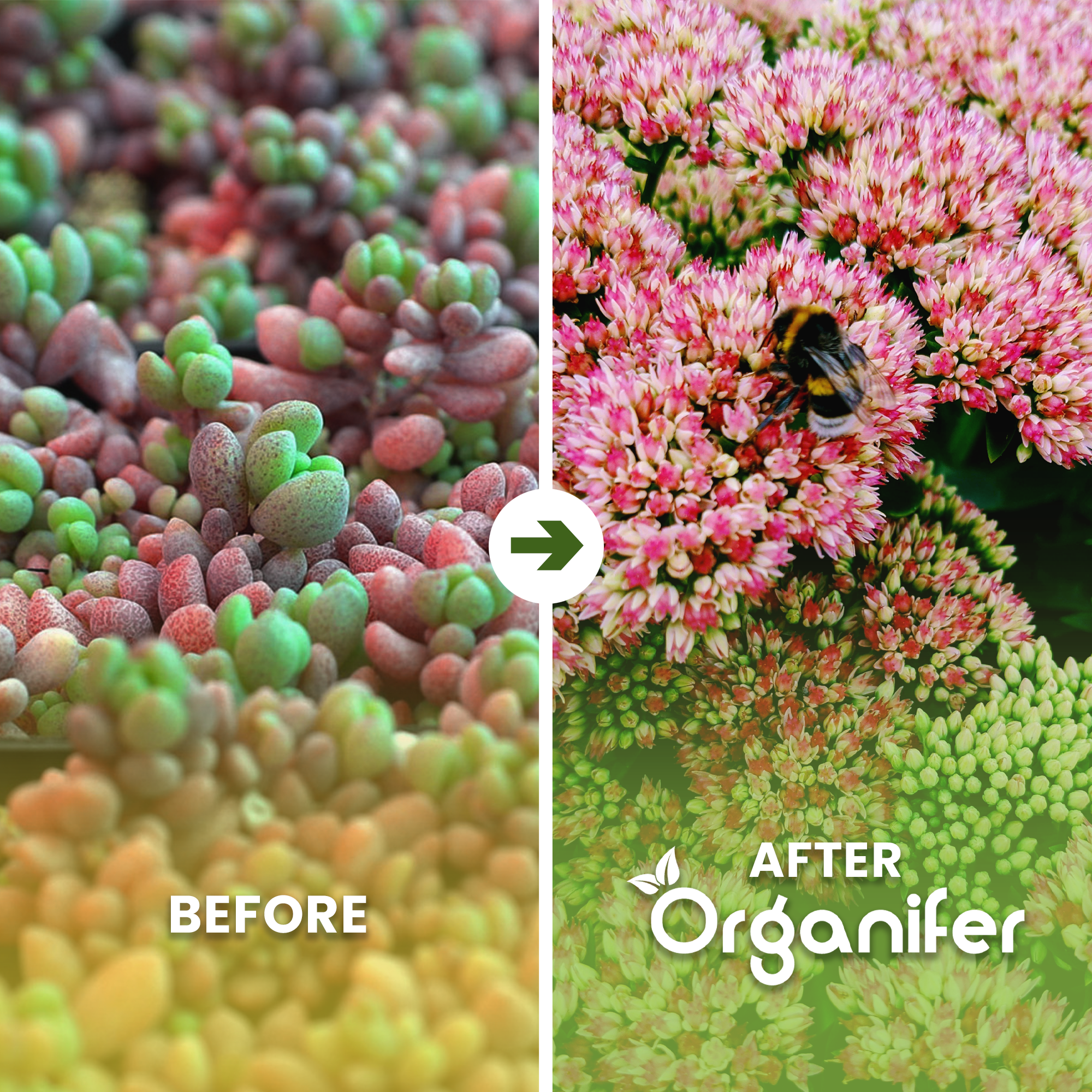Sedum Roofs and Green Roofs Fertilizer Before and After on English