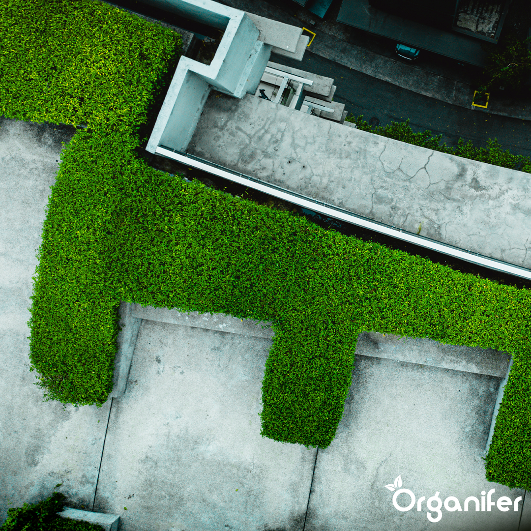 Sedum Roofs and Green Roofs Fertilizer