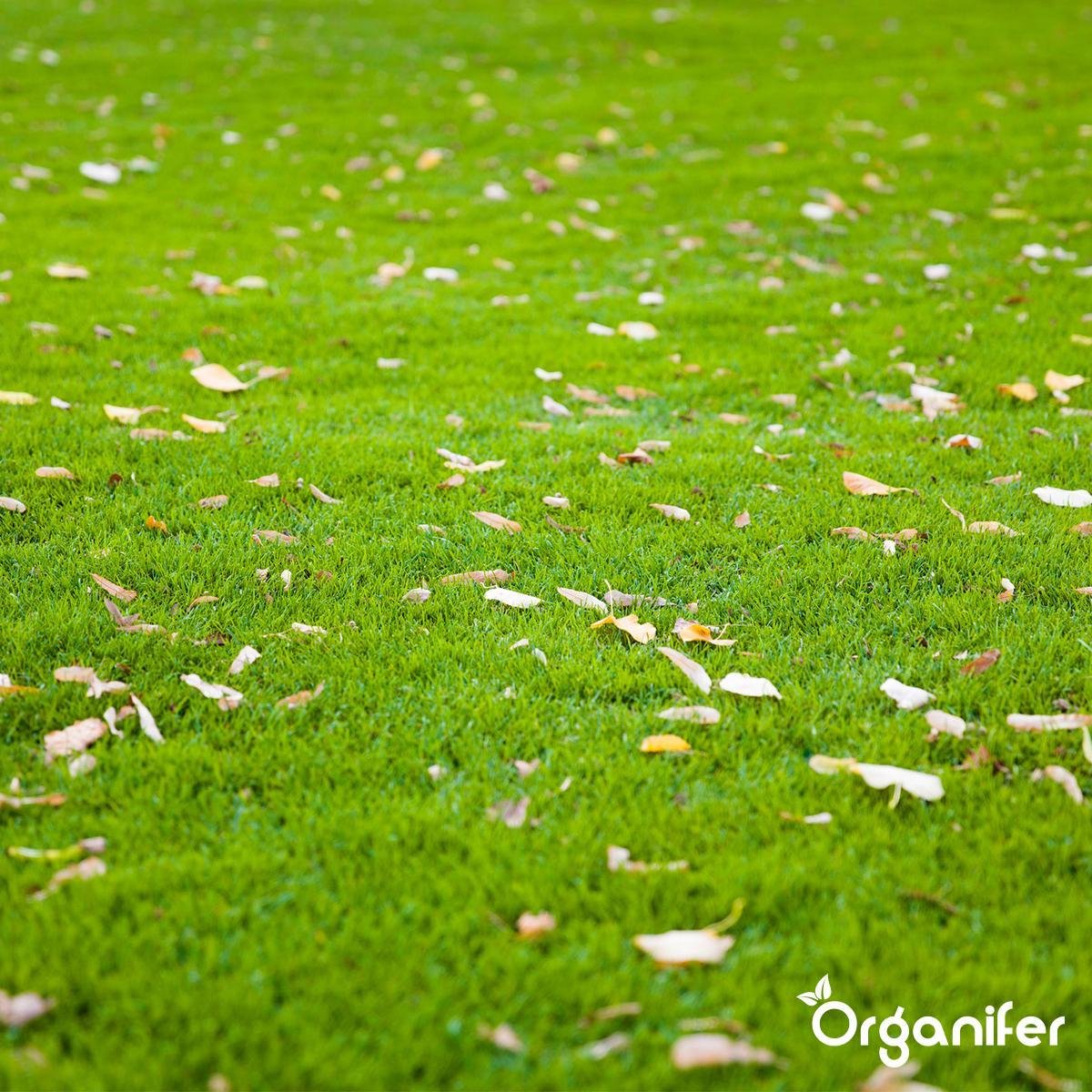 Organifer
