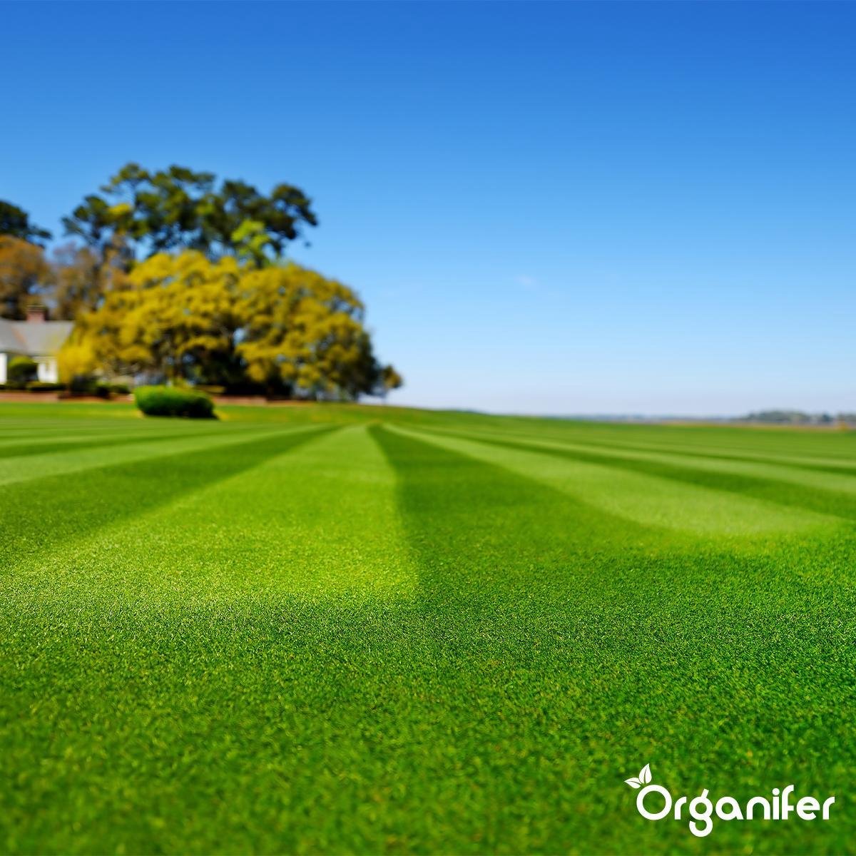 Organifer