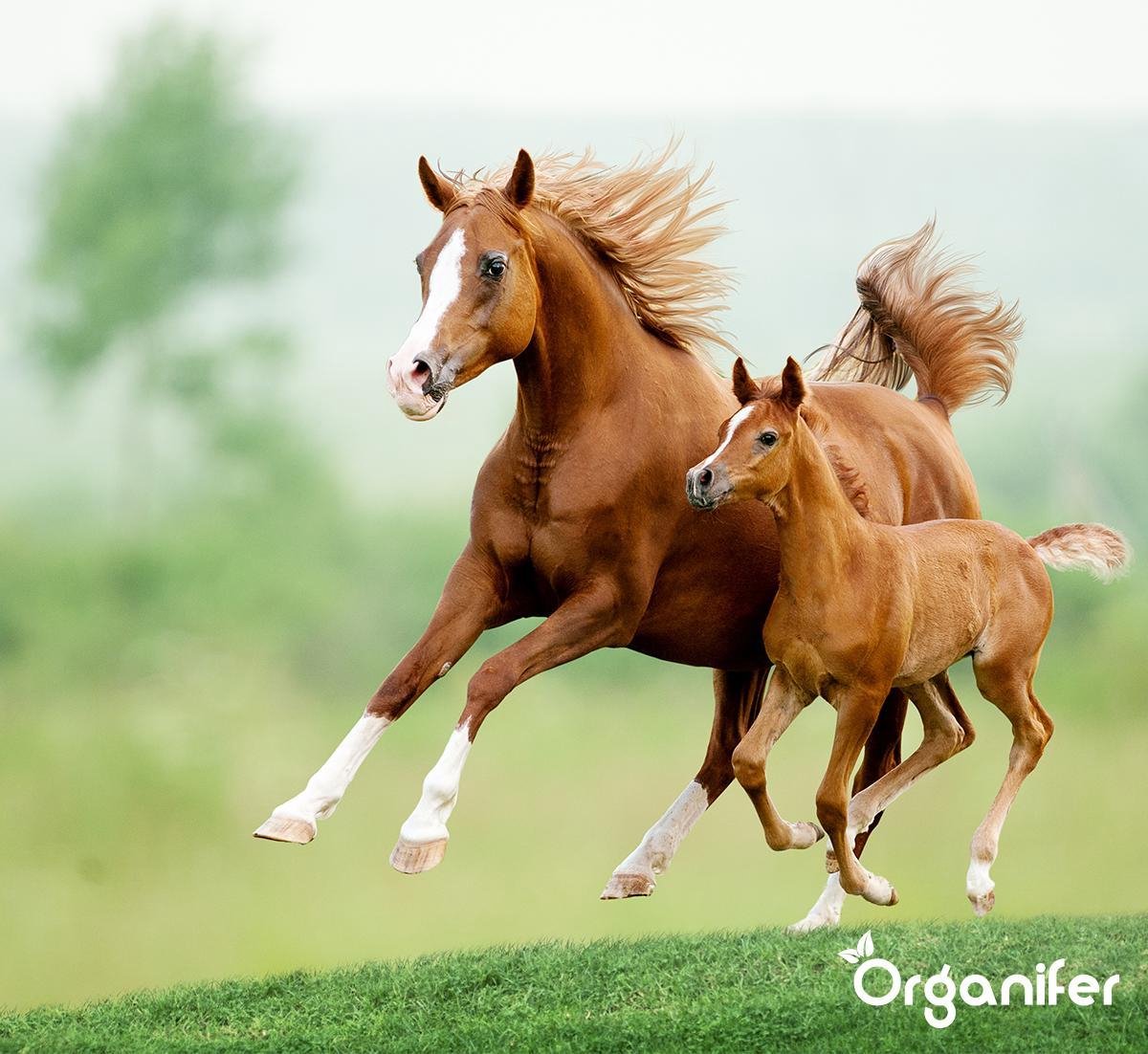 Organifer