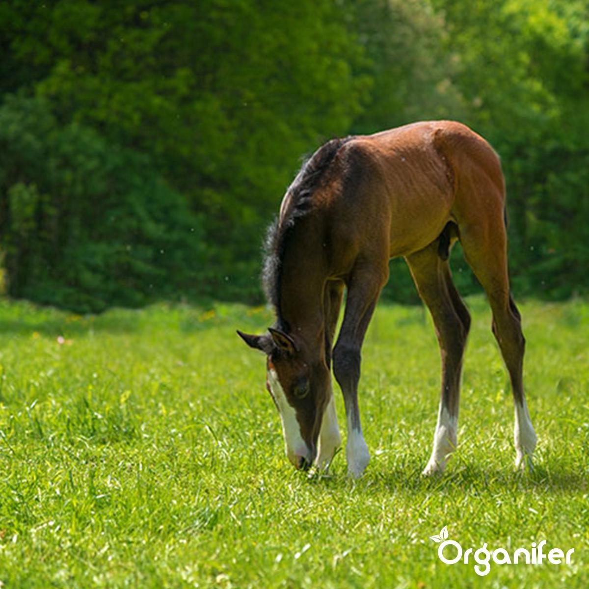 Organifer