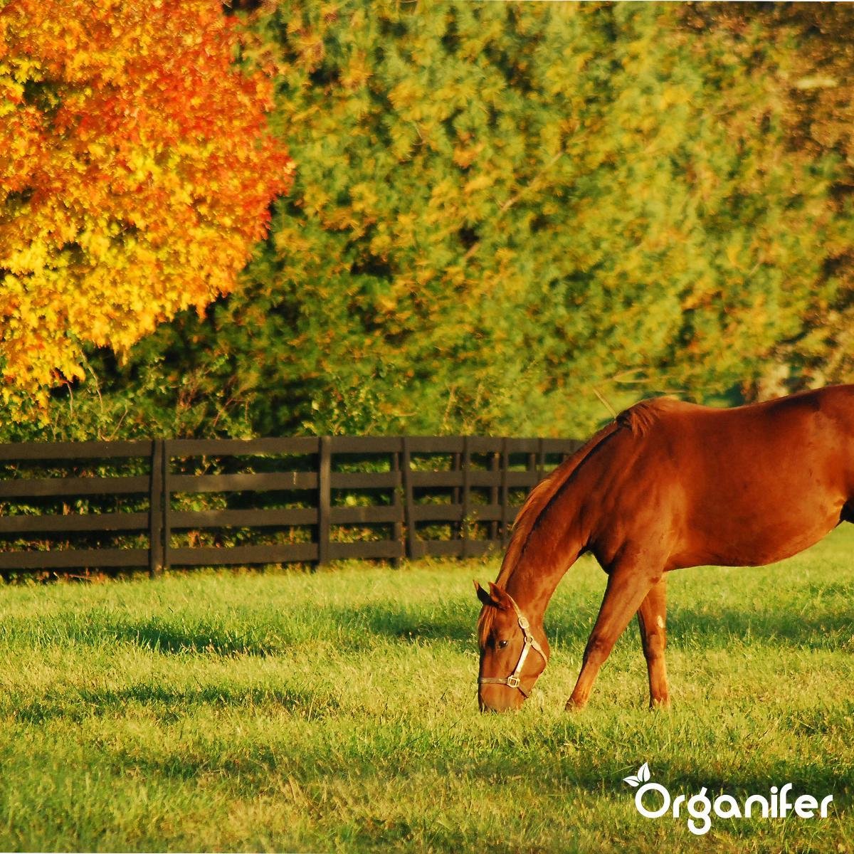 Organifer
