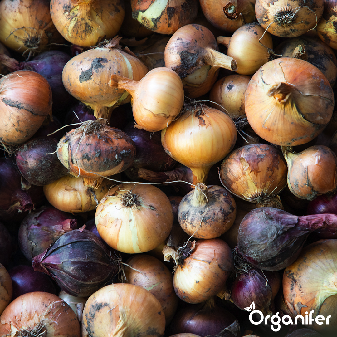 Shallots Sets Golden Gourmet 2