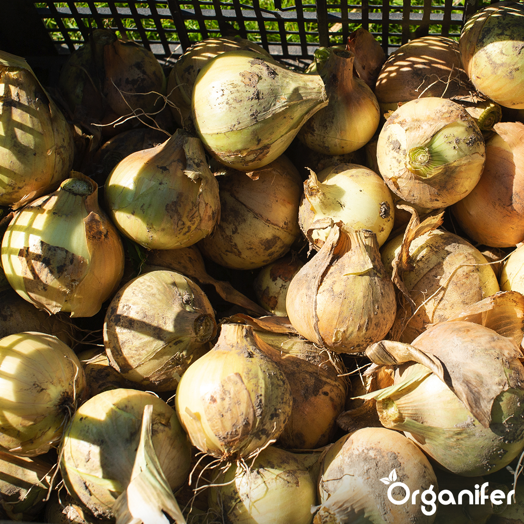 Shallots Sets Golden Gourmet 3