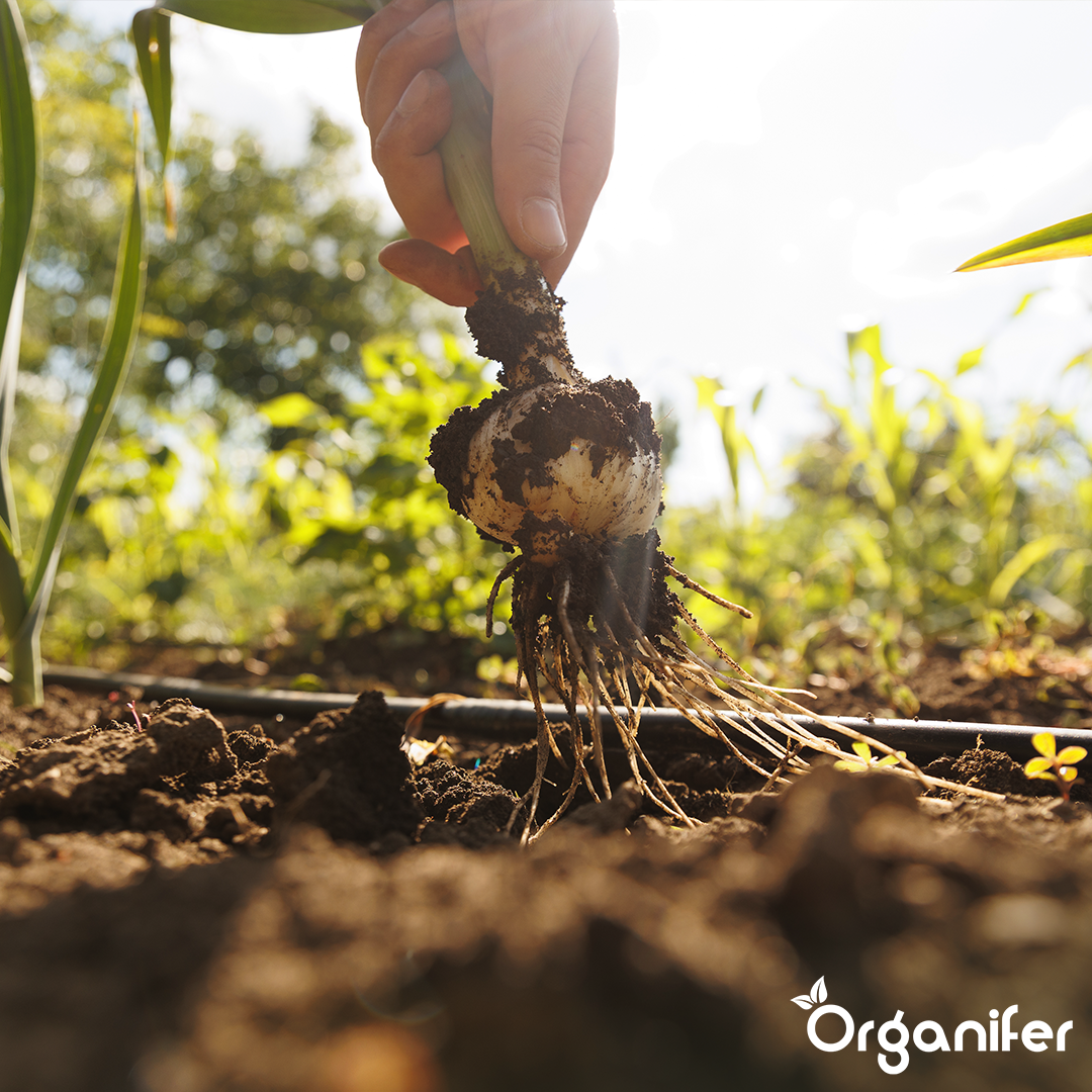 Shallots Sets Golden Gourmet 5