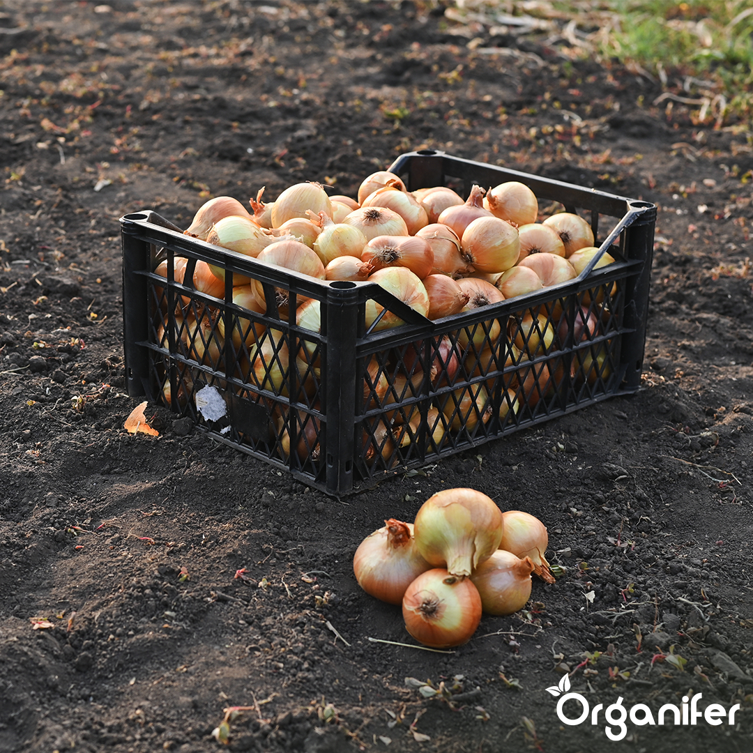 Shallots Sets Golden Gourmet 6