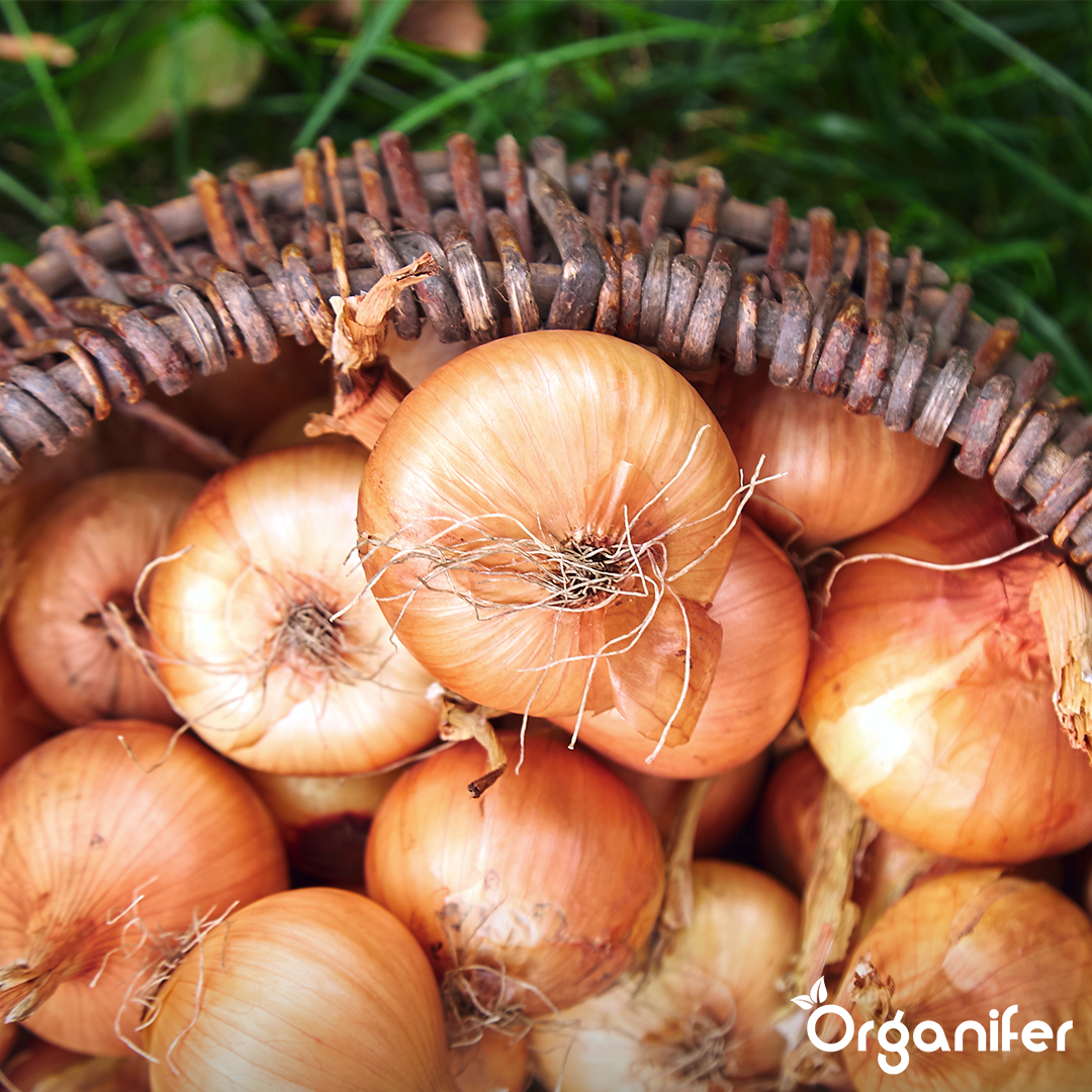 Shallots Sets Golden Gourmet 8