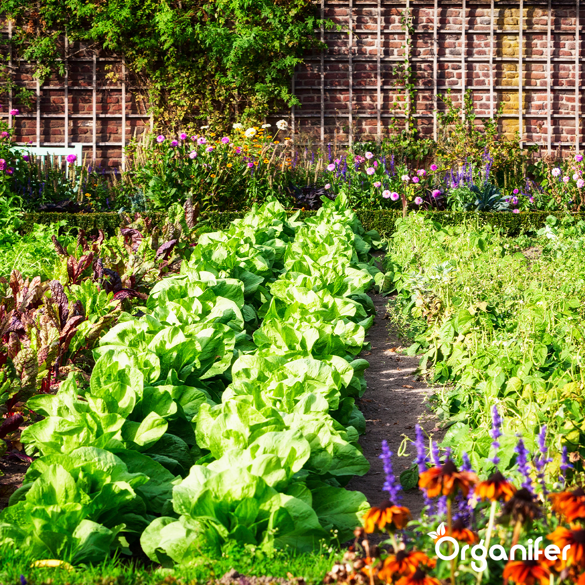 Snail Prevention 1000 ml – Concentrate for 1000 m2