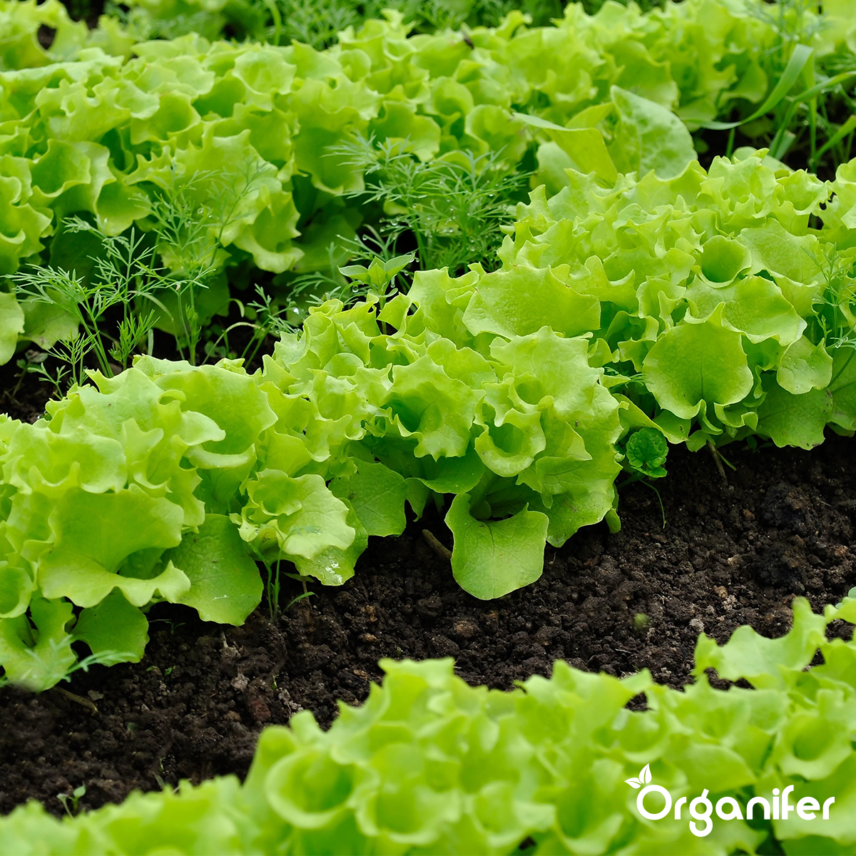 Snail Prevention 250 ml – Concentrate for 250 m2