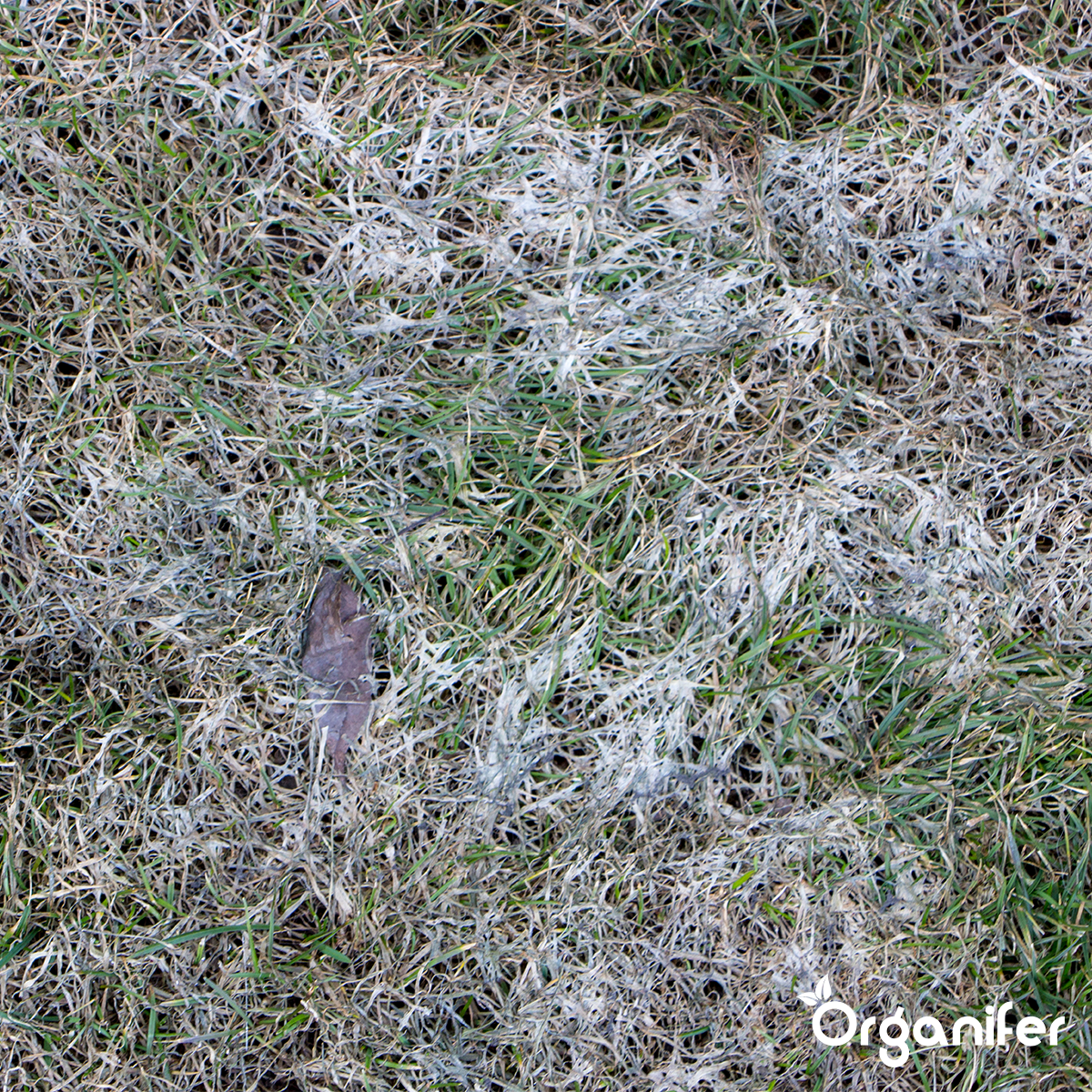 Jordsvamp – Marksvampskoncentrat – 1000 ml för 1000 m2