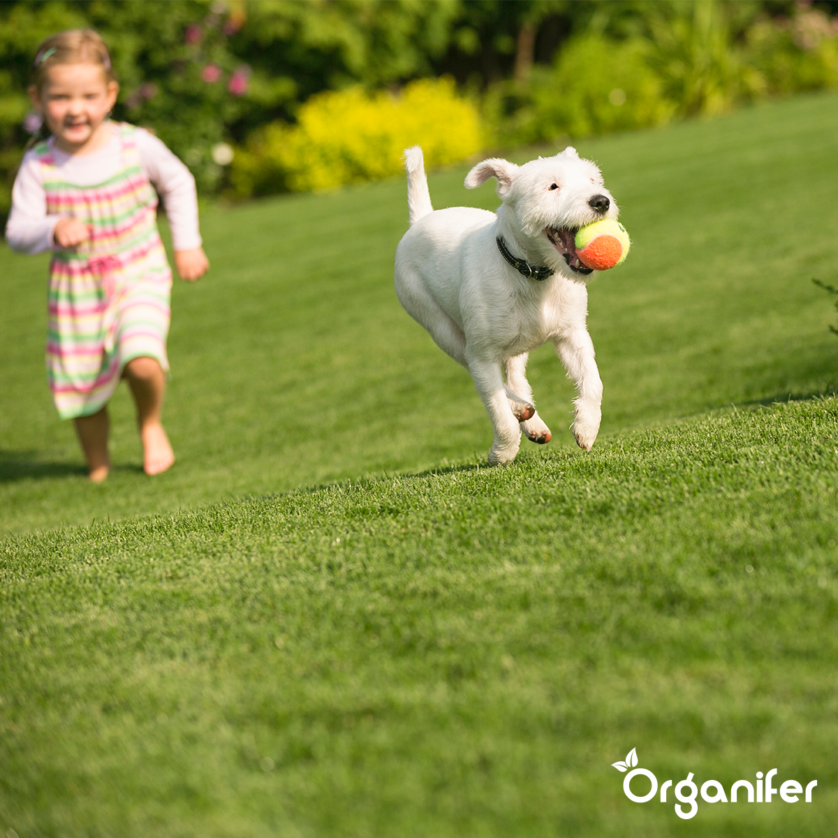 Športové a hracie trávnikové osivo – Resilient (5 kg na 250 m2)