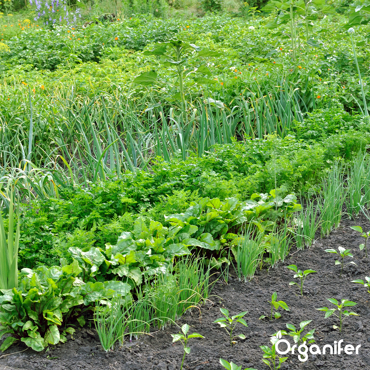 Soil Fungi Bodemschimmel Concentraat - 5L voor 5.000m2 - Tegen Verticillium Verwelkingsziekte - Pythium Kiemplantenziekte - Fusarium Voet en wortelrot - Voorkomt en herstelt Schade - Organifer