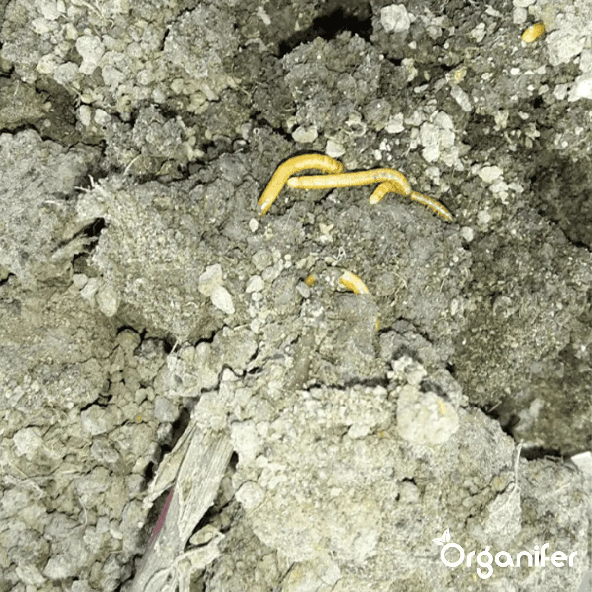 Schadelijke Bodeminsecten