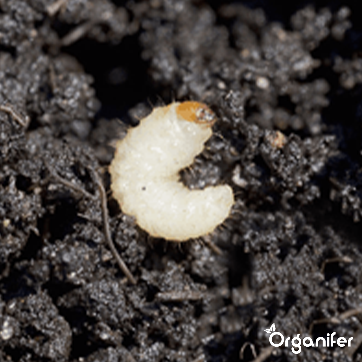 Insectes du Sol Concentré – 250 ml pour 250 m2