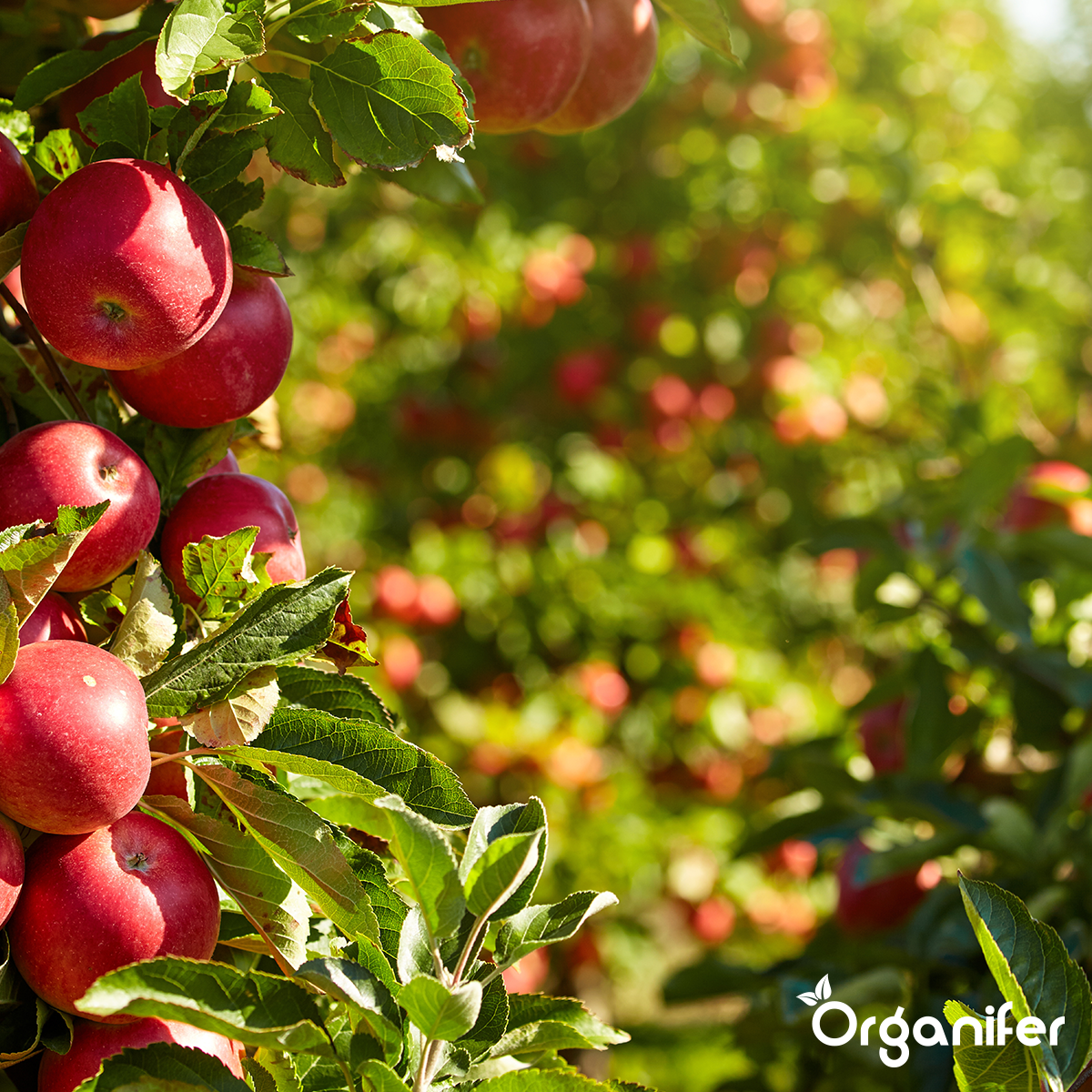 Gartendünger All-In-One (10x - 200 kg - für 2.000 m2)