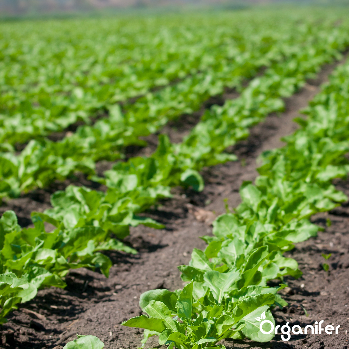 Gartendünger All-In-One (40x = 800 kg – für 8.000m2)