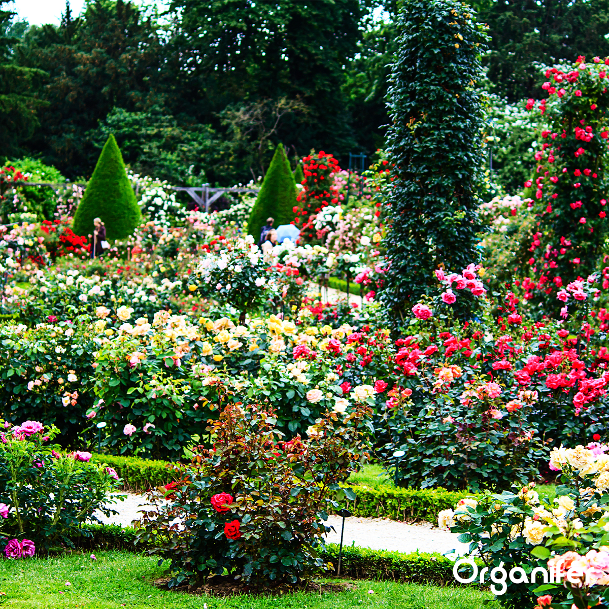 Algelimepulver - Rent Lithothamnium Calcareum (10 kg til 500 m2)