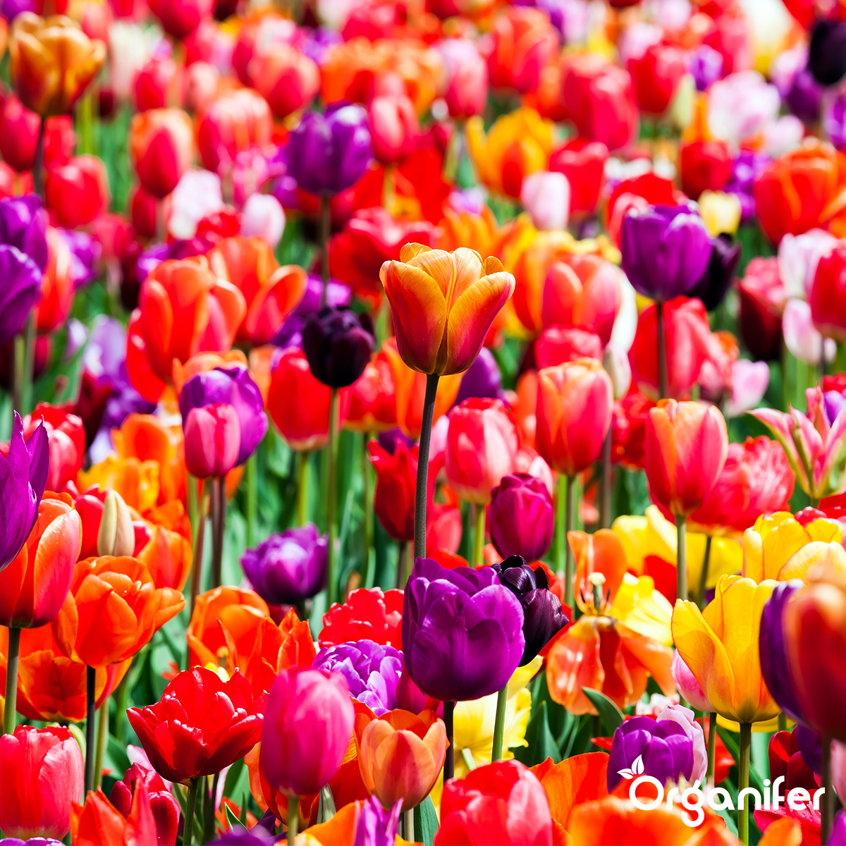 Havegødning All-In-One (Big Bag 1000 kg – til 10,000 m2)