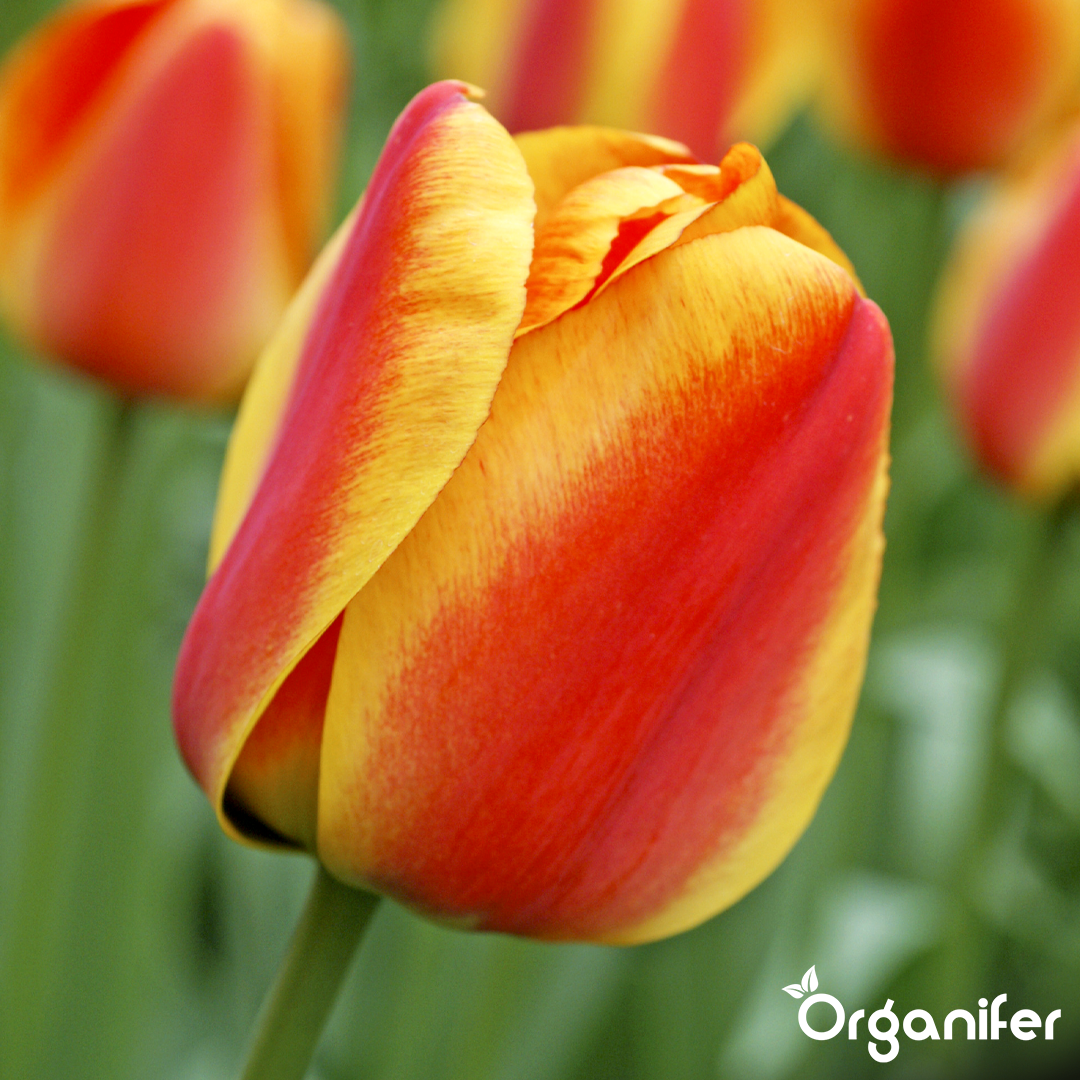 Tulip Bulbs 4 Vibrant Varieties 1