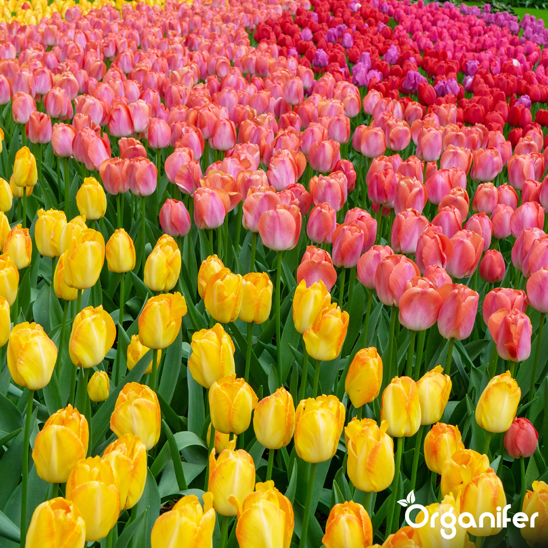 Tulip Bulbs 4 Vibrant Varieties 11