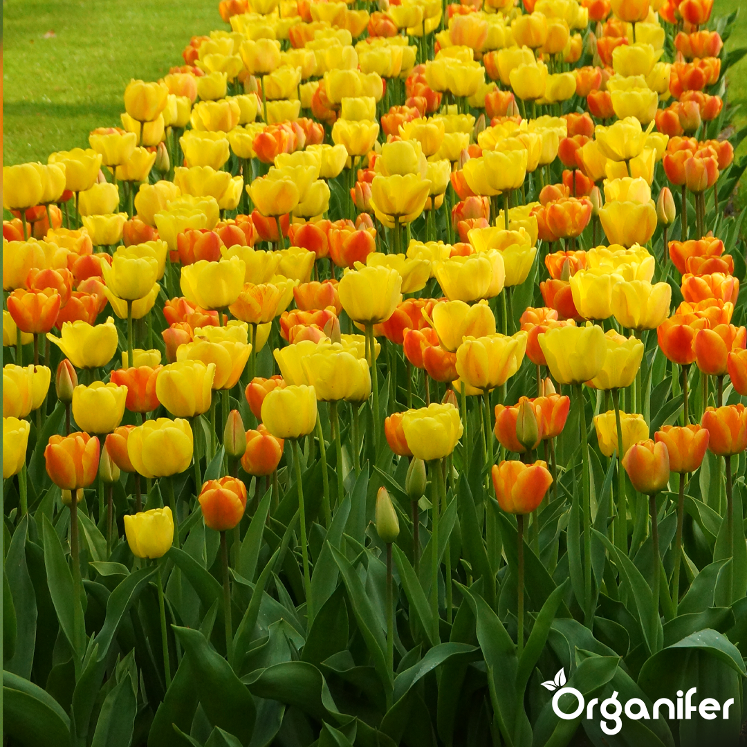 Tulip Bulbs 4 Vibrant Varieties 2