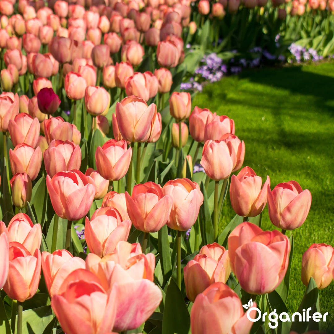 Tulip Bulbs 4 Vibrant Varieties 3