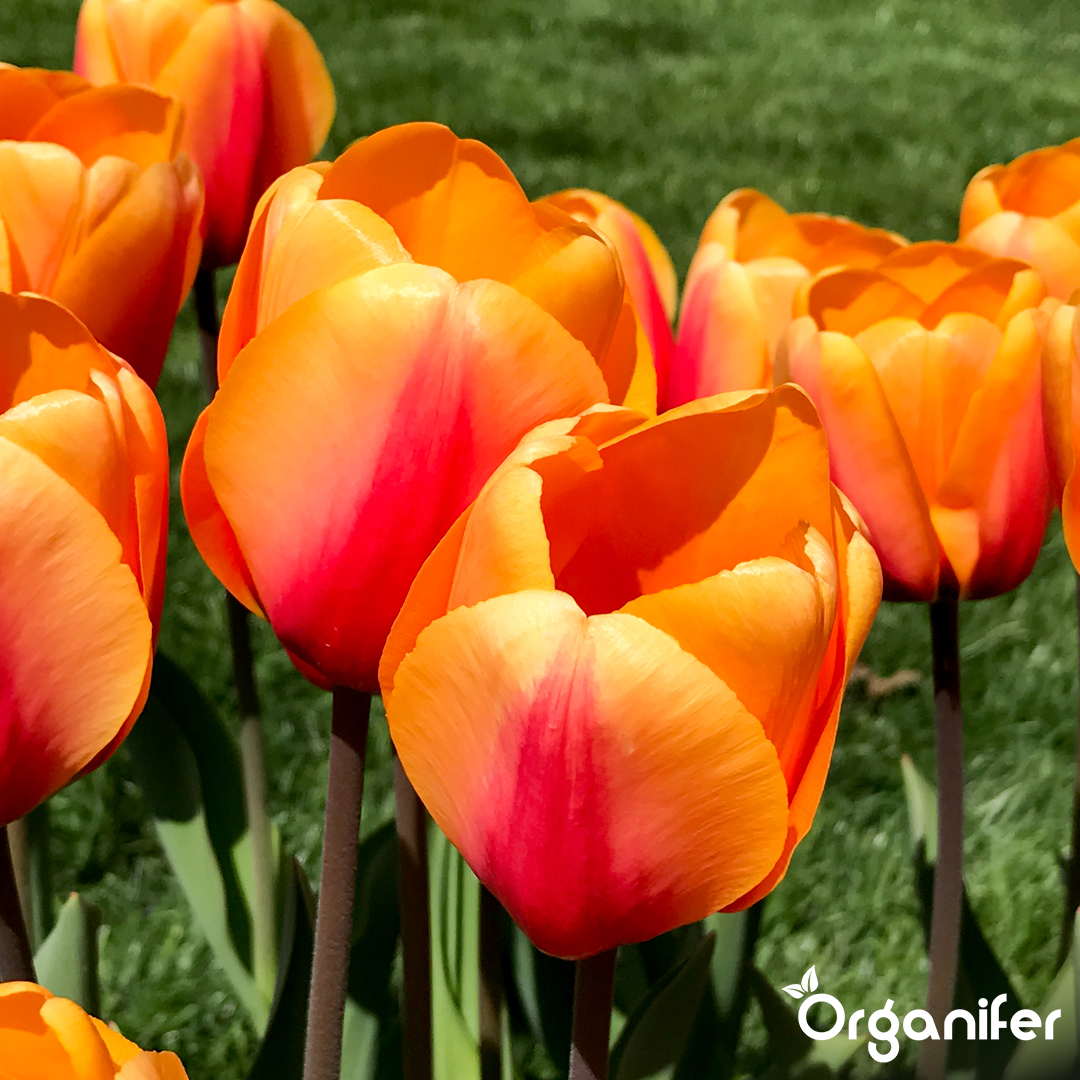 Tulip Bulbs 4 Vibrant Varieties 5