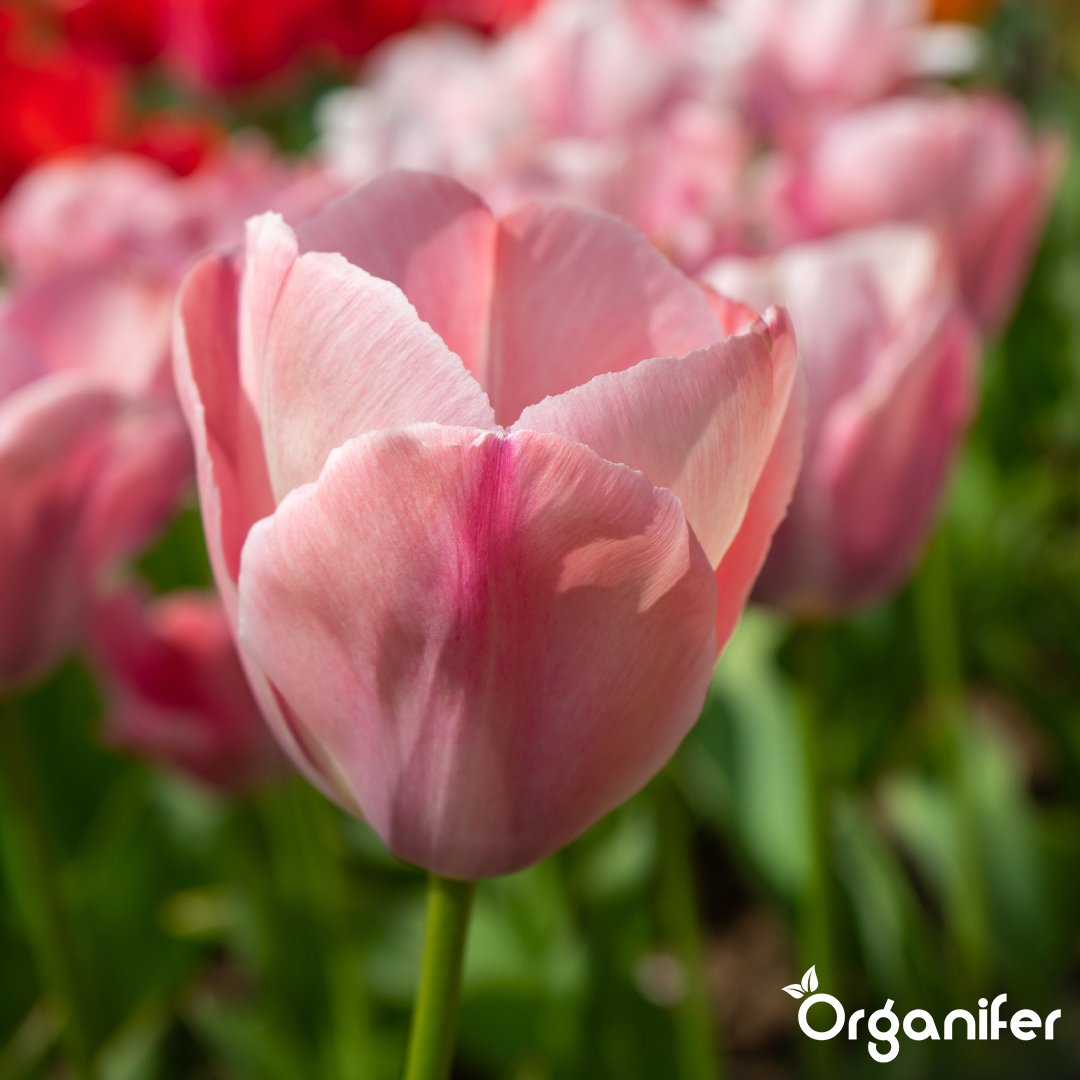 Tulip Bulbs 4 Vibrant Varieties 6