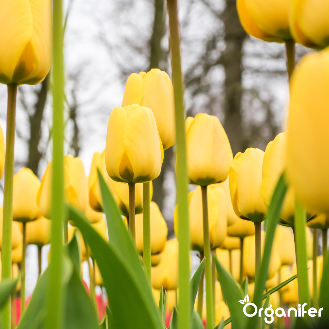 Tulip Bulbs 4 Vibrant Varieties 7
