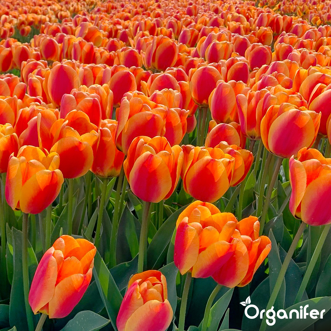 Tulip Bulbs 4 Vibrant Varieties 8