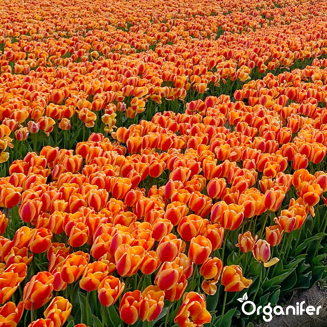 Tulip Bulbs 4 Vibrant Varieties 9