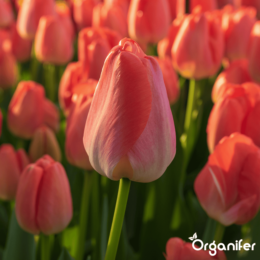 Tulip-Bulbs-5-Colorful-Varieties-50-Bulb