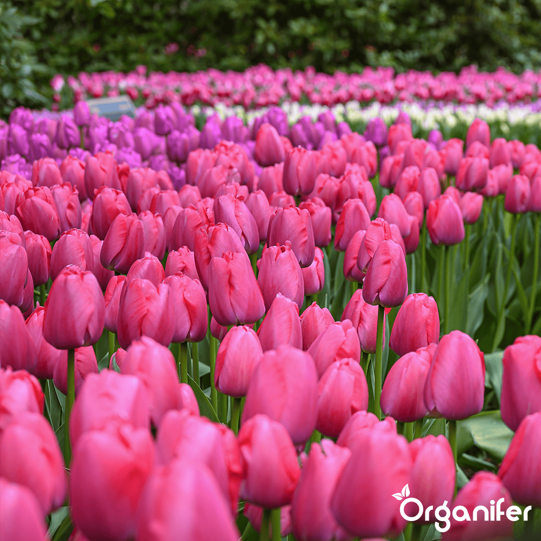 Tulip-Bulbs-5-Colorful-Varieties