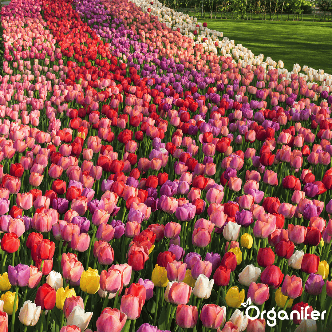 Tulip-Bulbs-5-Colorful-Varieties-50-Bulbs