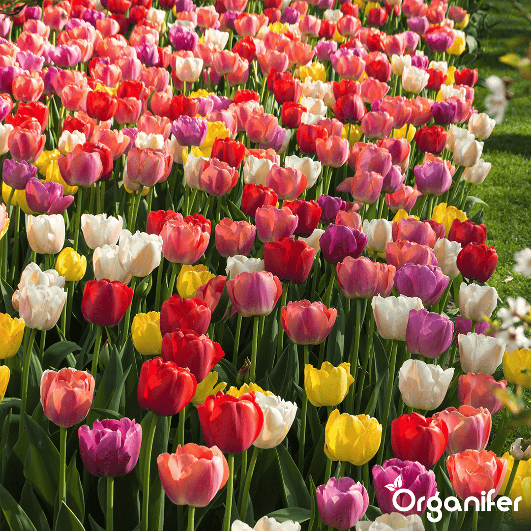 500 Tulpenbollen - 5 Kleurrijke Soorten ( XXL Bloembollen formaat 12 cm/+)