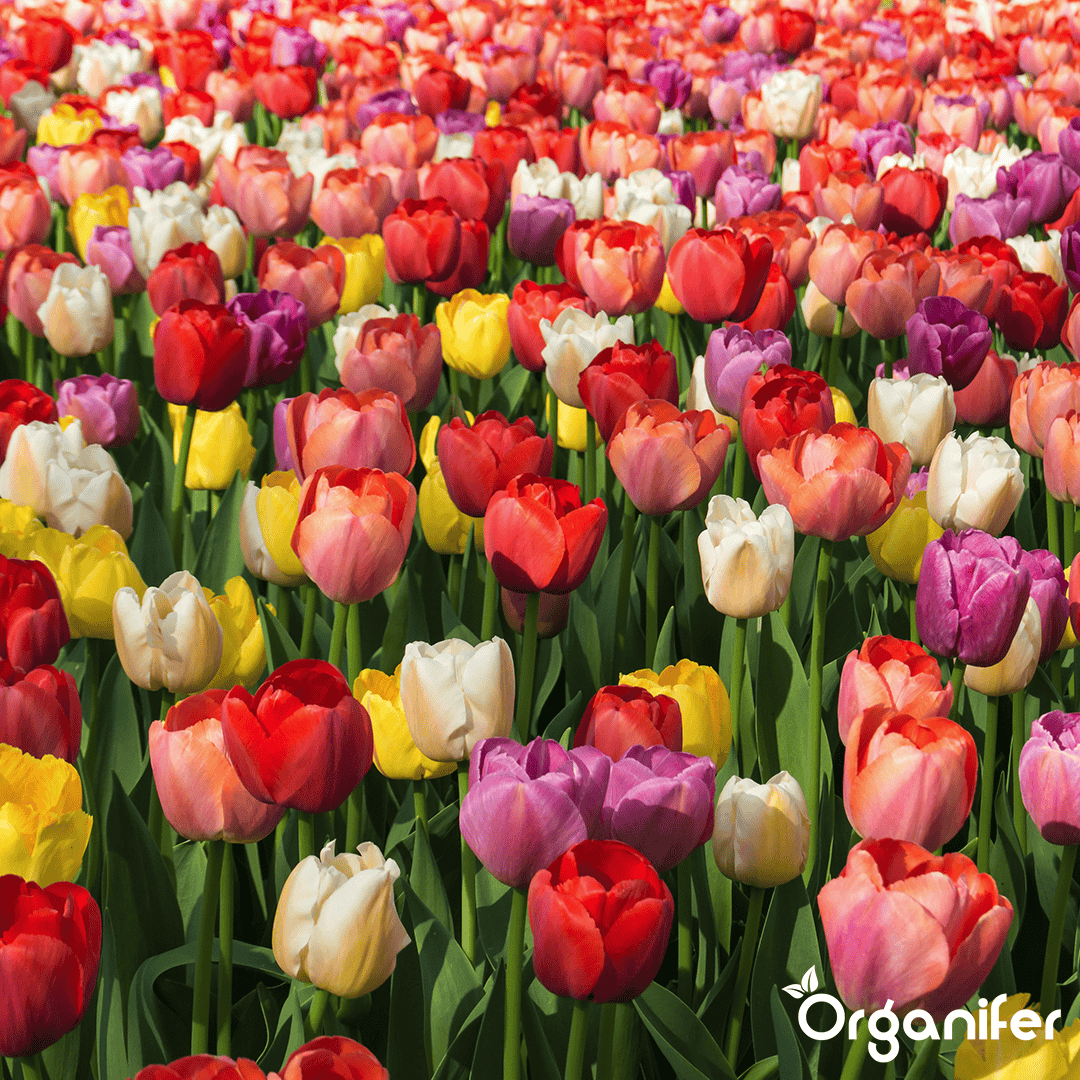 100 Tulpenbollen - 5 Kleurrijke Soorten ( XXL Bloembollen formaat 12 cm/+)