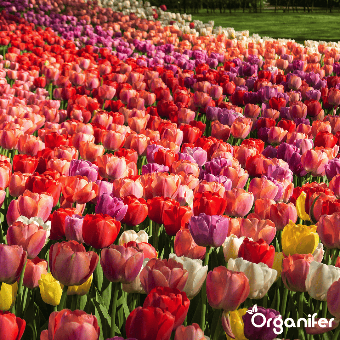 Tulip-Bulbs-5-Colorful-Varieties-50-Bulbs