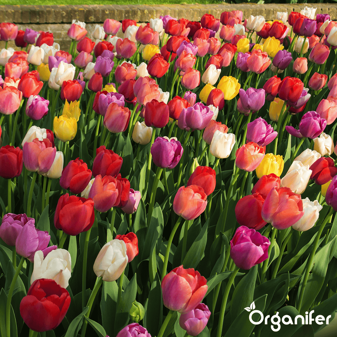 Tulip-Bulbs-5-Colorful-Varieties-50-Bulbs-
