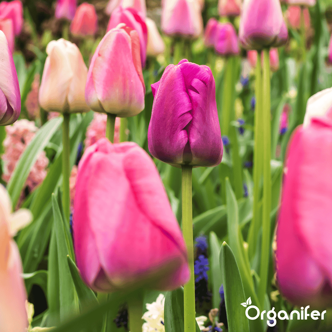 Tulip-Bulbs-5-Colorful-Varieties