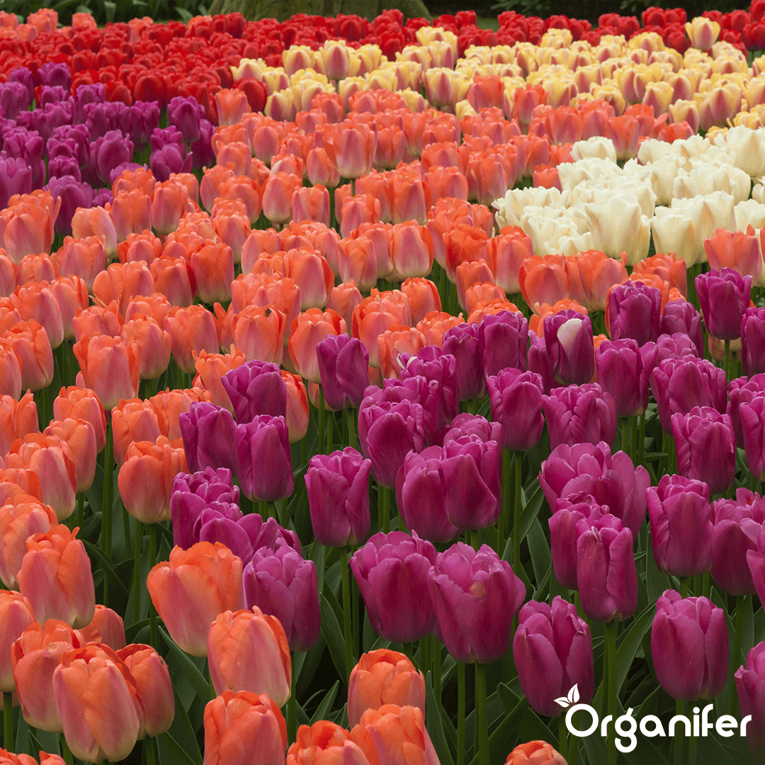 Tulip-Bulbs-5-Colorful-Varieties