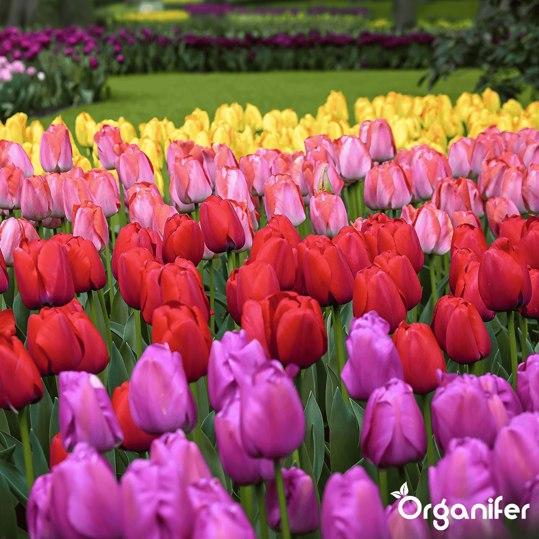 Tulip-Bulbs-5-Colorful-Varieties