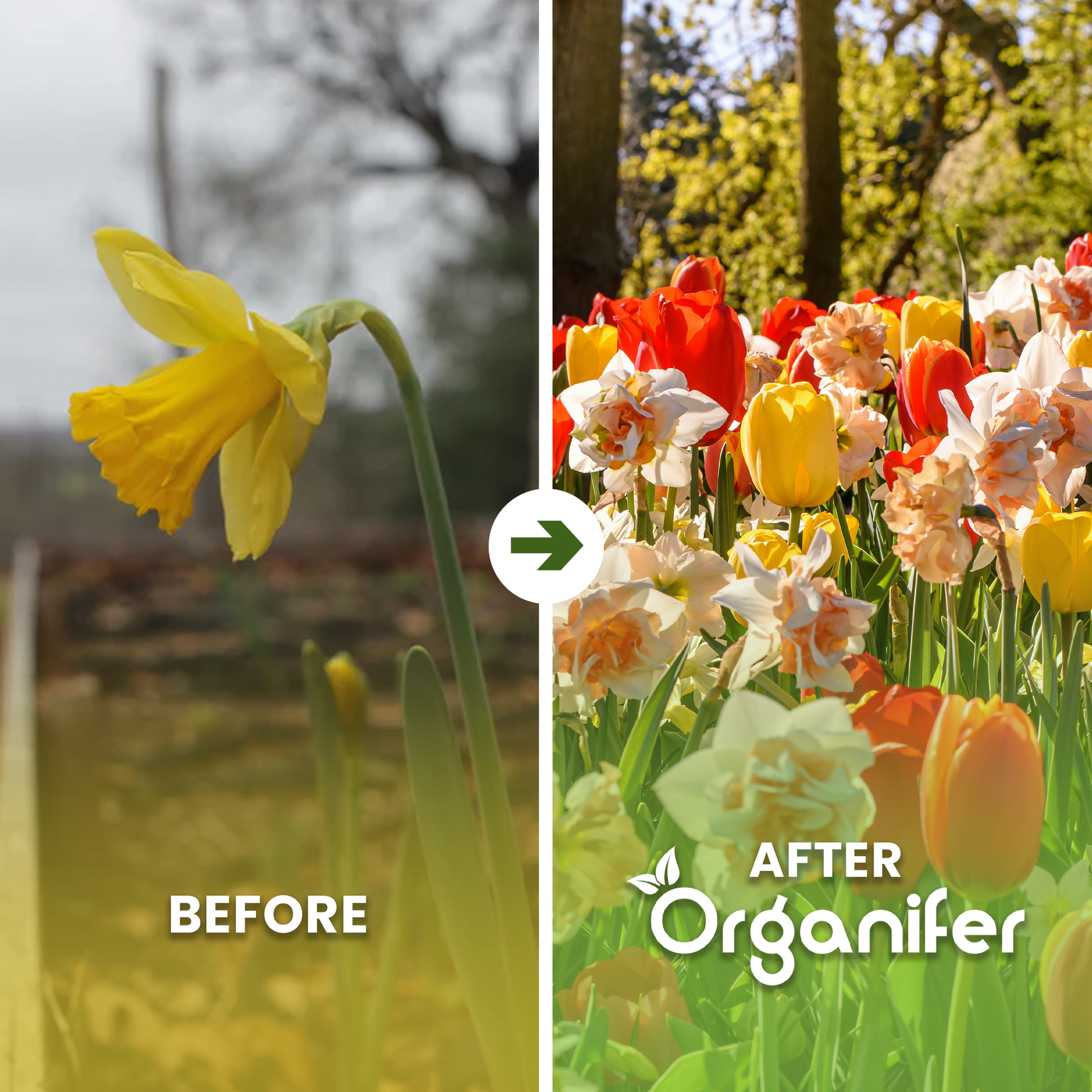 Tulip and Daffodil Bulbs Before After