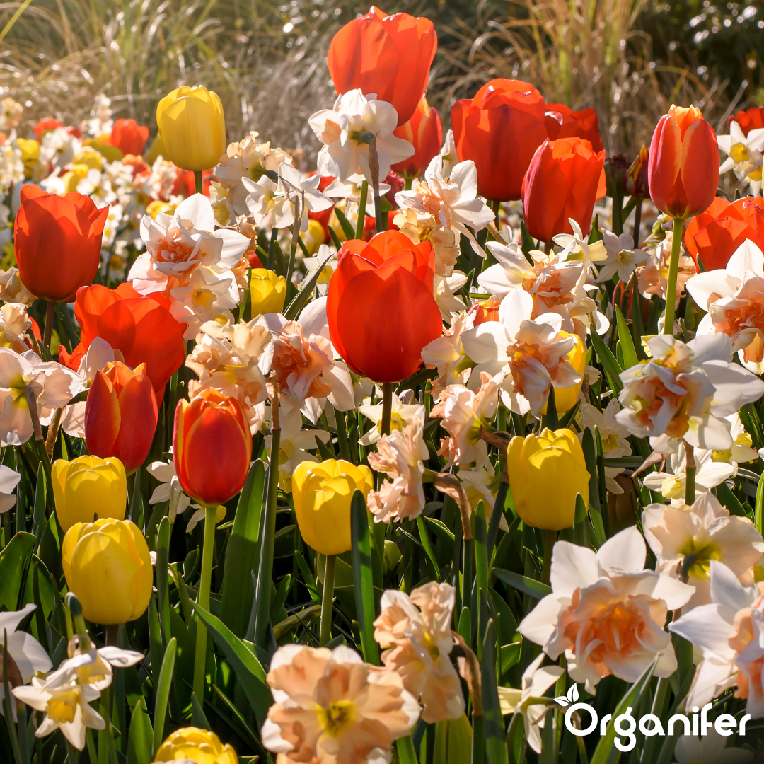 50 cibulí tulipánů a narcisů – směs (XXL velikost cibulí 12/14 cm/+)